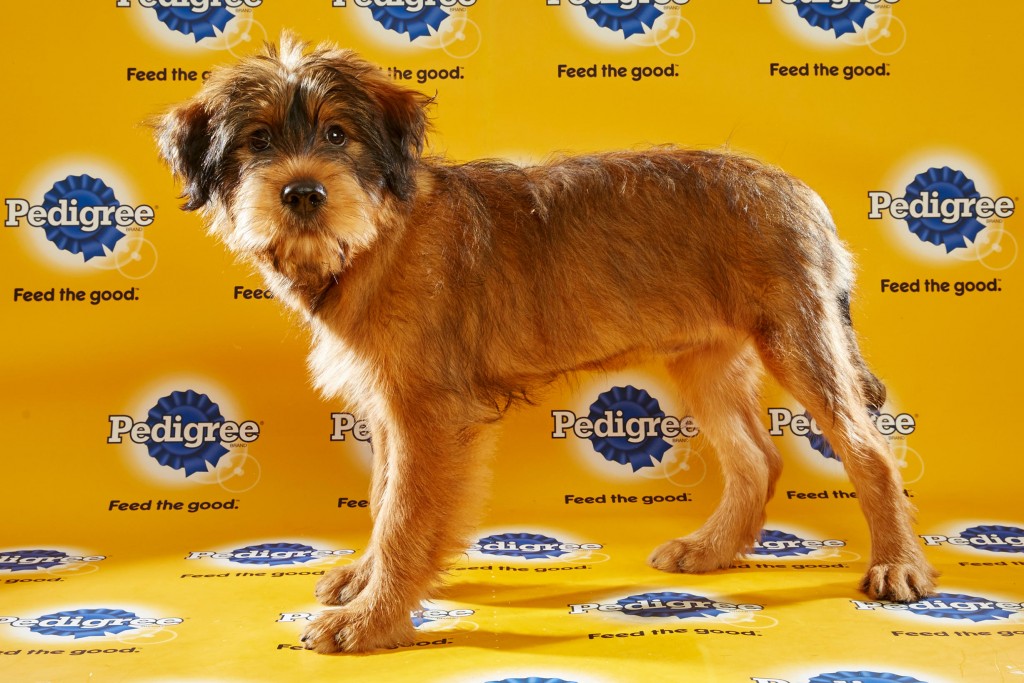 Star. Image Credit: Keith Barraclough